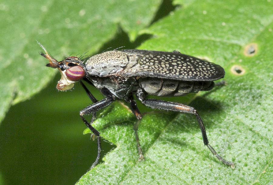 3 Sciomyzidae da conf. o det.